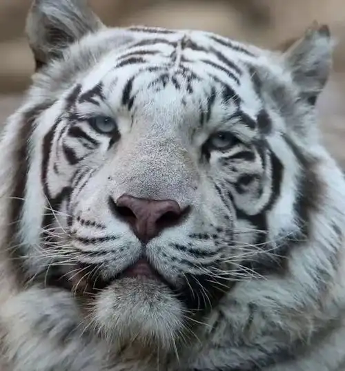 年味金陵去这些地方吸虎气,新的一年定要虎虎生威