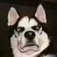 搞笑可爱的萌狗图片微信头像大全全世界就你最可爱了