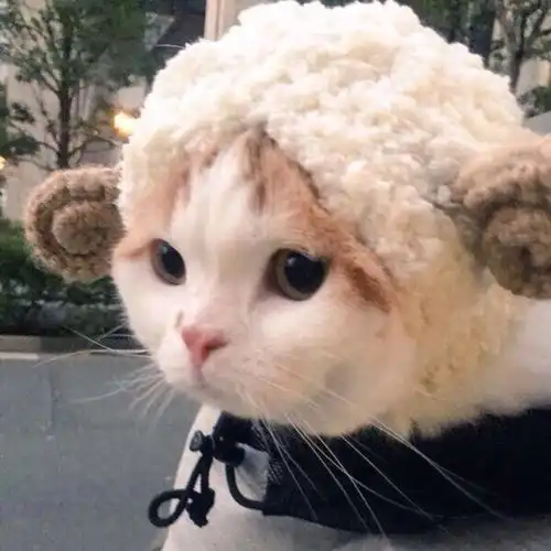 猫堆糖,美图壁纸兴趣社区