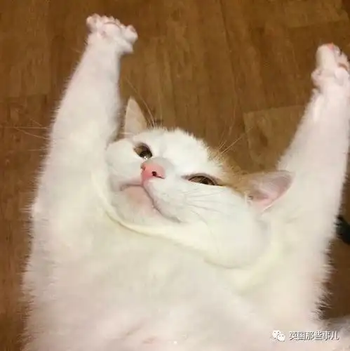 萌宠可爱头像卡通猫猫
