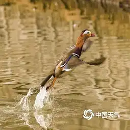 天气转暖哈尔滨兆麟公园鸳鸯戏水秀恩爱