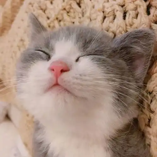 头像可爱萌系卡通男猫咪