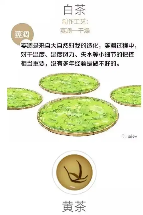 一组漫画带你秒懂茶这一片树叶的变身......