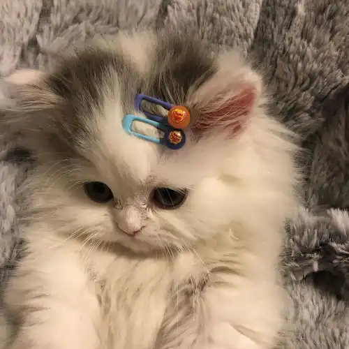 为啥知乎有那么多人都喜欢用猫咪的头像