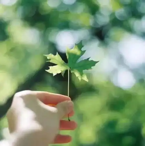 头像白色系简约可爱远离