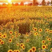 微信头像风景花朵图片白色向日葵