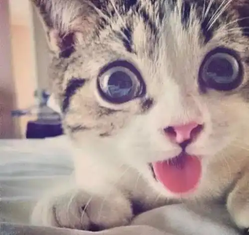 为什么你家猫不让抱,别人家猫却可以