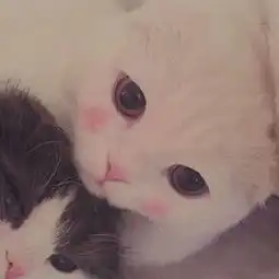 晚音视频直播全集晚音资料大全yy官方