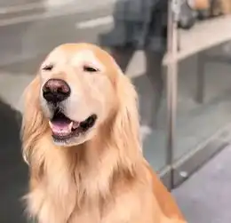 大金毛莫名失踪,主人找了一下午,结果发现