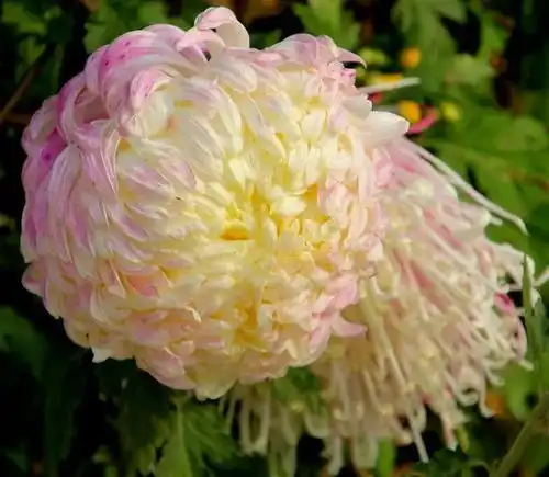 绝美秋菊格外美,太漂亮了,快分享给朋友吧