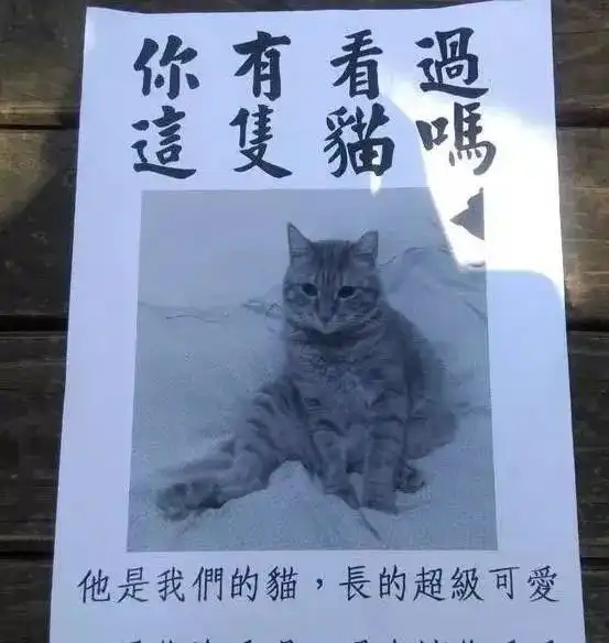 寻猫启示,猫咪看到都会觉得怎样