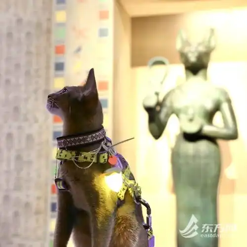 上海博物馆奇喵夜首度登场,200只社牛猫盛装出席