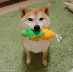 治愈系宠物图片小柴犬,和它的美食故事