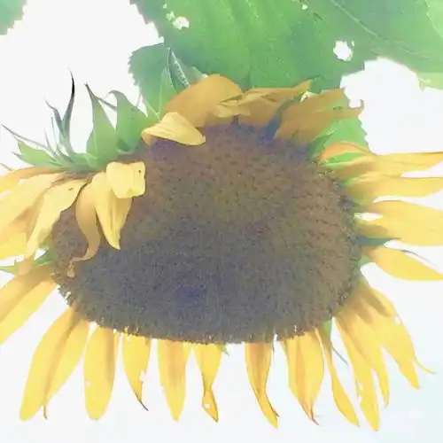 向日葵花朵朝着阳光移动其实是茎在动,成熟后为啥朝着东方