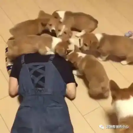 女生和柯基头像