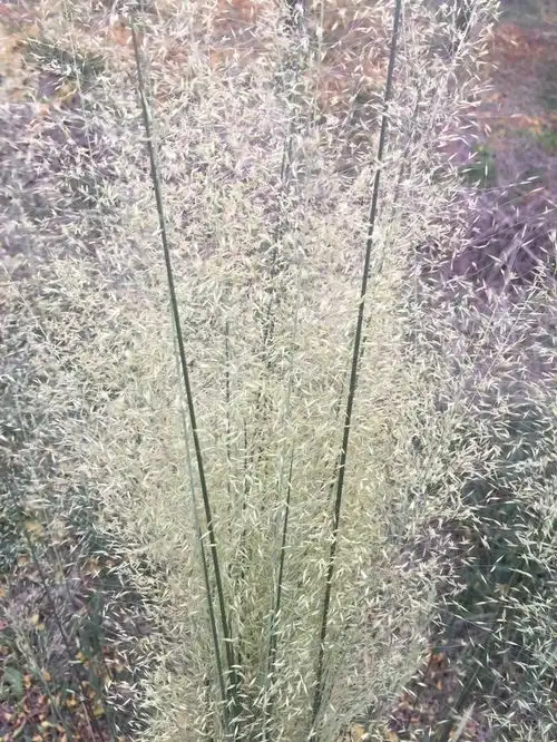 少女心梦幻粉,余杭高铁站旁粉黛乱子草花开,有人靠卖这草年入500万