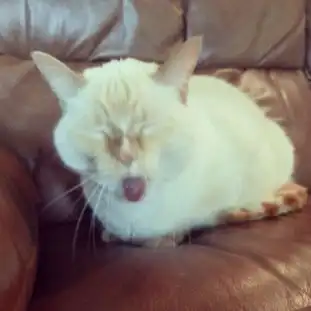 无法言说的治愈系呆萌猫咪