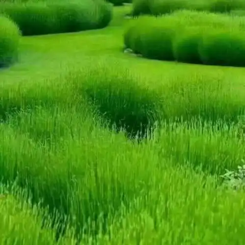 全网最火绿色系头像高矮