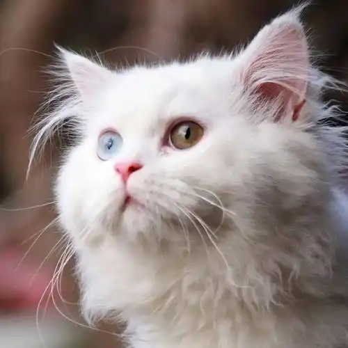 闺蜜头像猫系系头像可爱