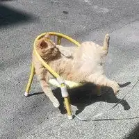 打王者,速来,搞笑沙雕头像微信头像图片大全