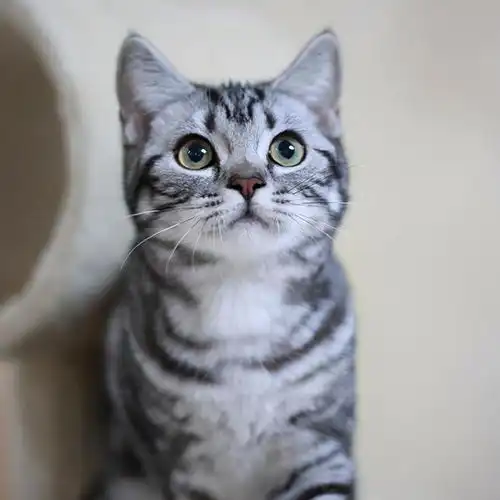 猫系列的可爱头像喂猫