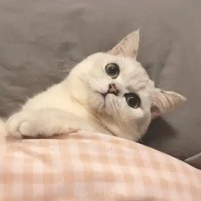我们一起喵喵喵可爱情侣猫猫头像