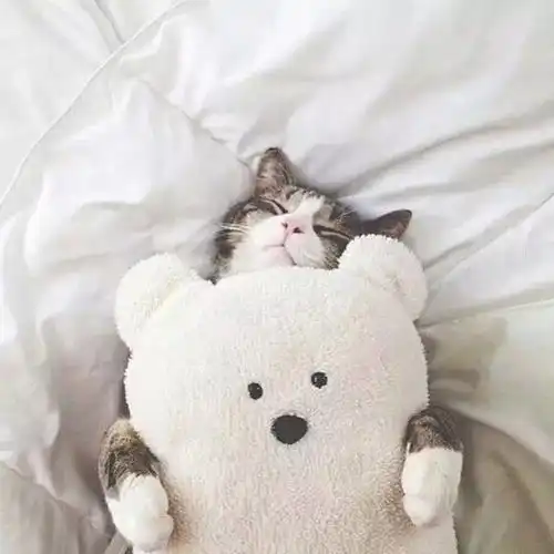 猫系少女头像简单版小屋