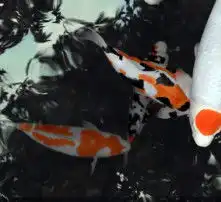 黄页88高清图片