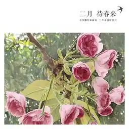 襄阳四中的樱花开了樱花大家说系列一樱花师说