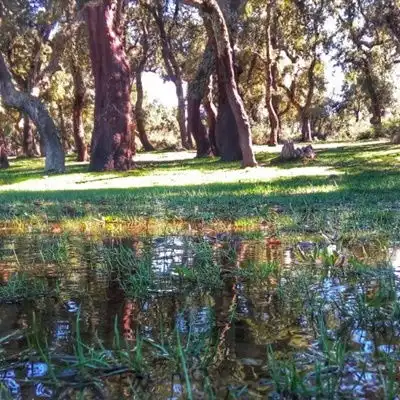 静谧平静的沼泽自然风景微信头像图片