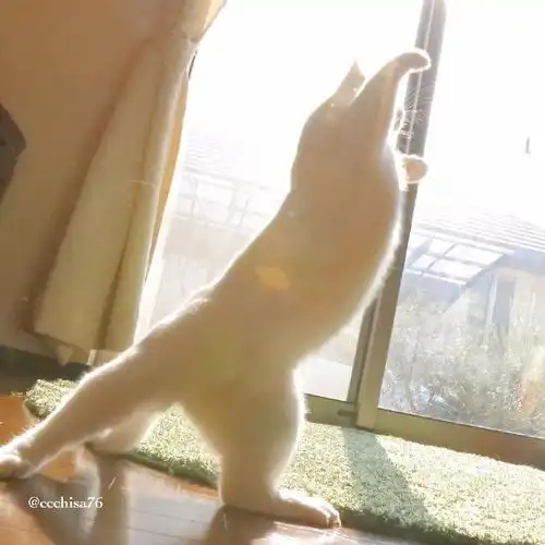 喵界中的芭蕾舞者太美了