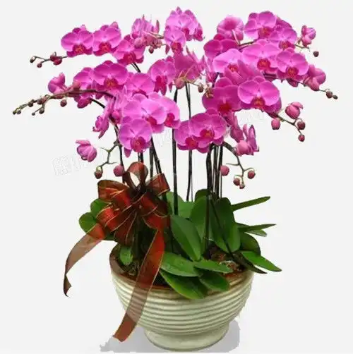 紫色蝴蝶兰png图片素材免费下载蝴蝶兰png500502像素熊猫办公
