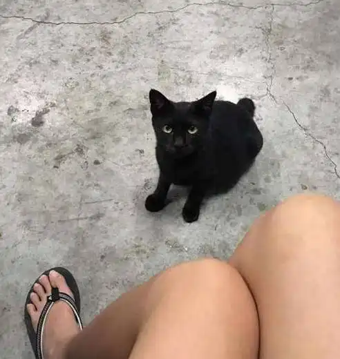 换新季网友喂小区里的猫,最后搞笑了