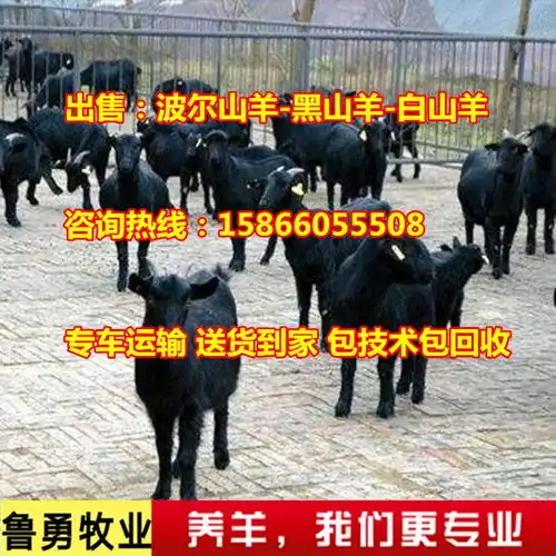 山东供应努比亚黑山羊种公羊努比亚黑山羊羊羔