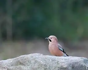 2017年河南拍鸡记