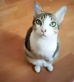 福懋动物医院猫说,如果我不完美了你还会爱我吗