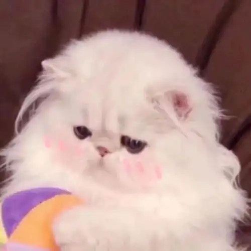 有什么可爱的小动物头像