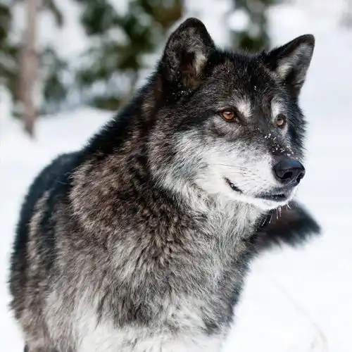 睡前小故事狐狸兔子狼