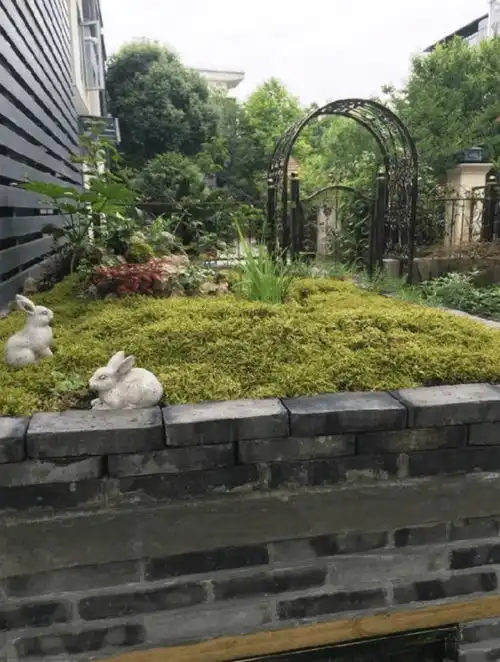 花7000元改造的小院20天摇身一变成治愈系花园