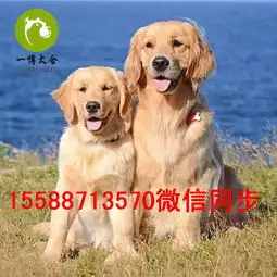 若尔盖卖金毛黑狼的在什么地方