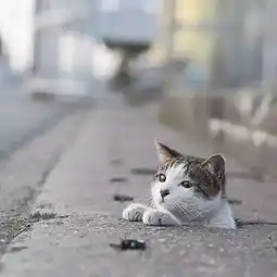 吸猫时间这个摄影师镜头下的猫,画风独特却治愈了无数人