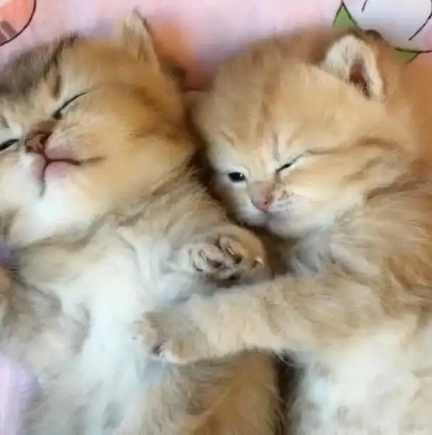 两只小奶猫午睡,睡的很香,看到另一只猫睡姿后萌化了铲屎官的心