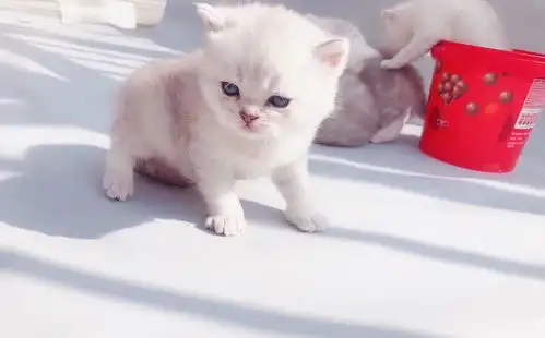 银渐层小奶猫