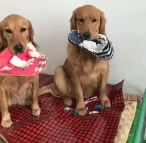 金毛咬坏主人两只拖鞋,看到主人脚上的鞋后,瞬间就笑喷了