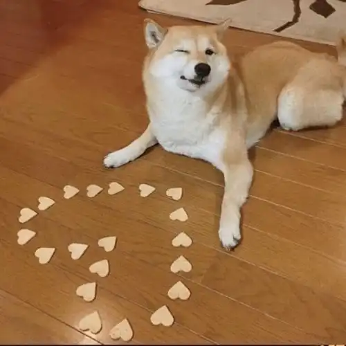 动物头像治愈系宠物壁纸图片墙纸