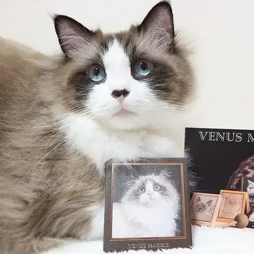 一颗小草你是哪种猫系女孩