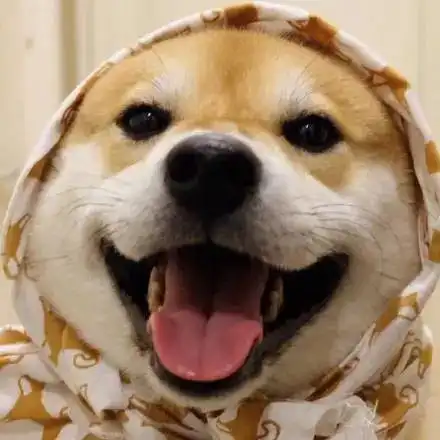 愿你每天都开心的像这只柴犬