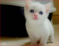 互粉必进,美女必进