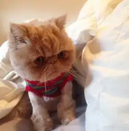 澳版加菲猫网络爆红虏获众人心