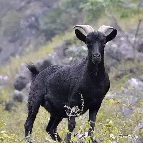 黑系头像可爱黑羊